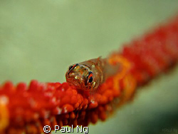 Eye Contact by Paul Ng 